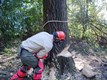 tree_work_109