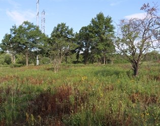 REWO-GREE-20220726-134