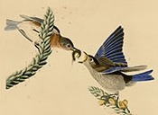Bluebird (Audubon)